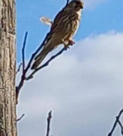 公寓 Les Petites Maisons Maison Orange 普罗奇达